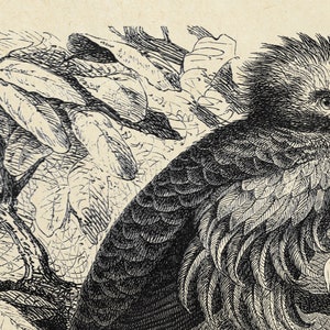 May include: A black and white illustration of a bird with a large beak and feathery plumage, perched on a branch with leaves.