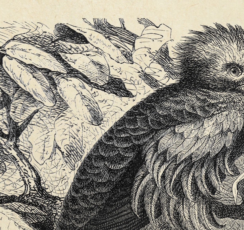 May include: A black and white illustration of a bird with a large beak and feathery plumage, perched on a branch with leaves.