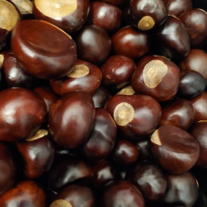 May include: A close-up shot of a pile of shiny, dark brown horse chestnuts. Each chestnut has a lighter, tan-colored patch. The chestnuts are tightly packed together, filling the frame.