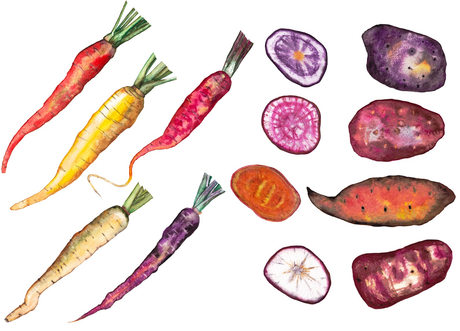 Carrot and potato clipart. Watercolor hand painted vegetables. Etsy