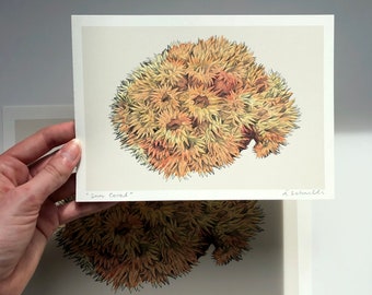 Coral print // sun coral illustration // ocean life // marine life poster // art print // coral drawing