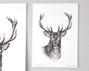 May include: A black and white drawing of a red deer with large antlers. The drawing is on a white background and is signed "A.Sommerville" in the bottom right corner. The text "Red Deer 1/20" is written in the bottom left corner.