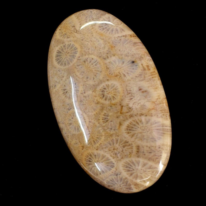 Oval Size AAA Quality Natural CORAL FOSSIL Smooth cabochon Gemstone 51 Ct mm loose gemstone Making Jewelry 42x24x5