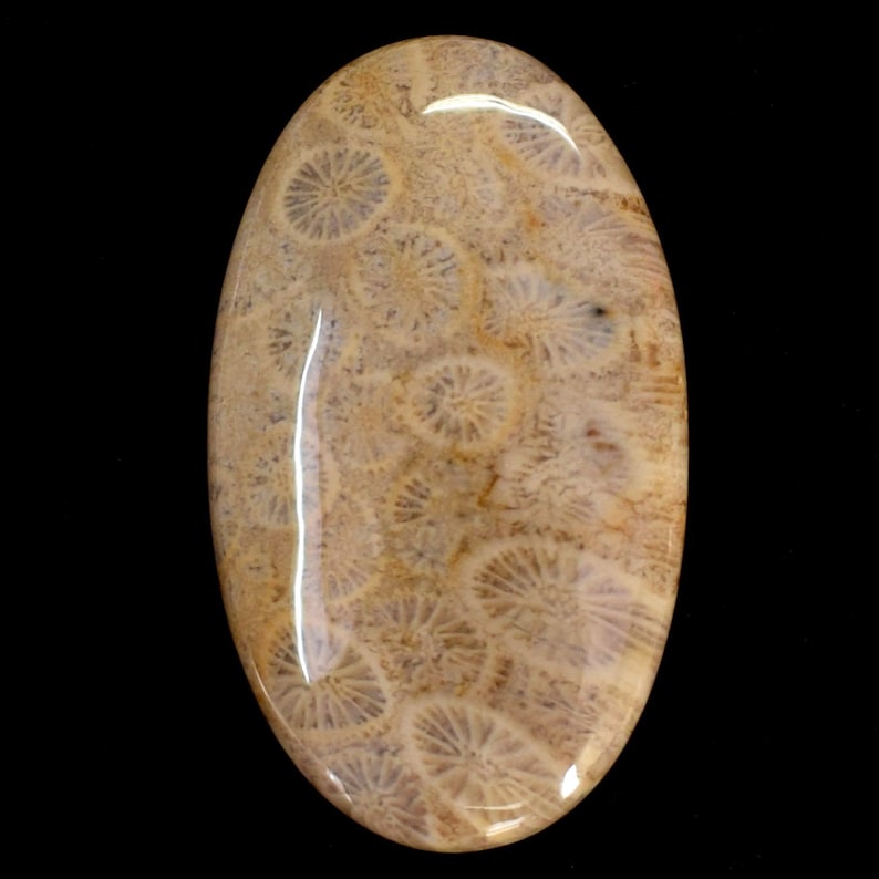 Oval Size AAA Quality Natural CORAL FOSSIL Smooth cabochon Gemstone 51 Ct mm loose gemstone Making Jewelry 42x24x5