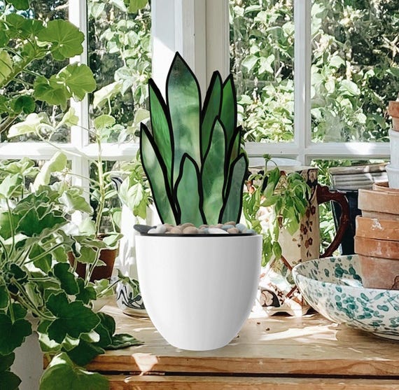 kirschlorbeer 180 cm Portugiesischer Kirschlorbeer Angustifolia Höhe 180-200 cm Ballenware