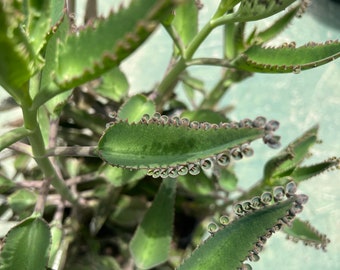 Mother of Thousands Plantlet Pups/Kalanchoe Daigremontiana / Aligator / Mexican Hat Plants - Succulent Plants Pups-Plant Pups not Mama Plant