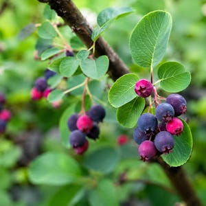 May include: Close-up of a branch with green leaves and clusters of berries. The berries transition in color from deep purple to vibrant pink. The background is a soft green, creating a natural and fresh aesthetic.