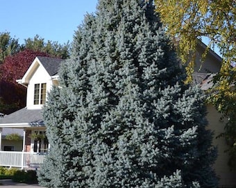 COLORADO BLUE SPRUCE, Large Screening Tree, Privacy Growing Tree, Live Evergreen Wind Block Tree, Grown In Trade Gallon