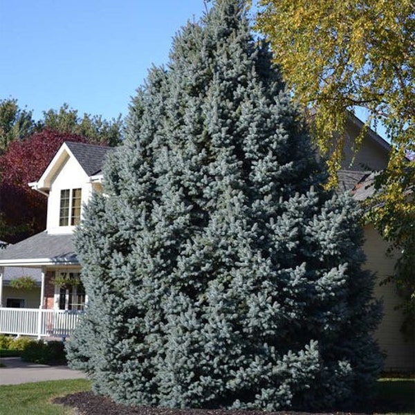 COLORADO BLUE SPRUCE, Large Screening Tree, Privacy Growing Tree, Live Evergreen Wind Block Tree, Grown In Trade Gallon