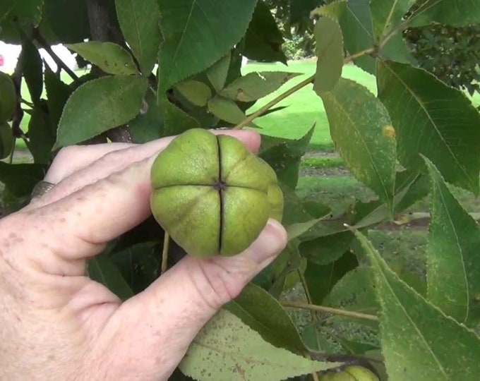 Hickory Nuts, Shagbark, Shellbark Hickory Nuts, Mixed Fresh Hickory