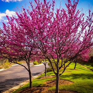 REDBUD TREE, Live Native Tree, Spring Interest, Small Landscaping Trees image 9