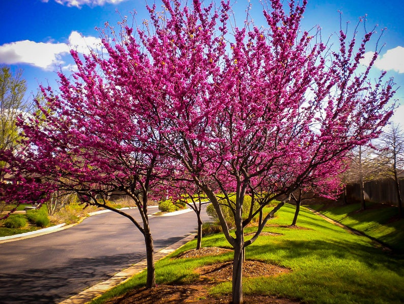 REDBUD TREE, Live Native Tree, Spring Interest, Small Landscaping Trees image 9