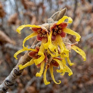 May include: Close-up of a witch hazel branch with vibrant yellow, ribbon-like petals and maroon centers. The flowers are in full bloom, showcasing their unique, delicate structure. The background is blurred, with hints of brown foliage.