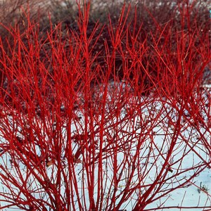 K&ouml;nnte beinhalten: Nahaufnahme eines roten Hartriegel-Busches im Winter. Die Zweige sind kahl und die leuchtend rote Farbe sticht gegen den wei&szlig;en Schnee hervor.