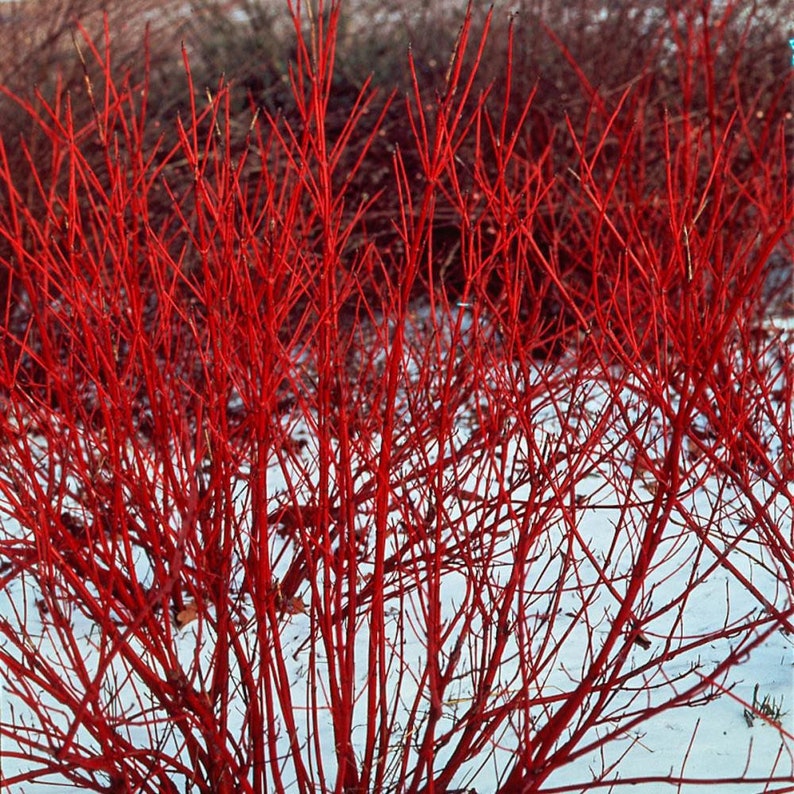K&ouml;nnte beinhalten: Nahaufnahme eines roten Hartriegel-Busches im Winter. Die Zweige sind kahl und die leuchtend rote Farbe sticht gegen den wei&szlig;en Schnee hervor.