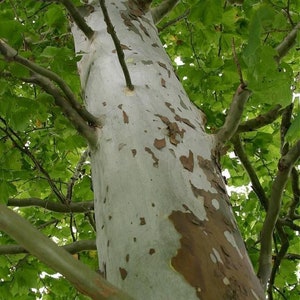 SYCAMORE TREE, Shade Tree, Live American Sycamore Tree, Fast Growing, Grown In Trade Gallon Pot, Popular Native Tree