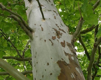 SYCAMORE TREE, Shade Tree, Live American Sycamore Tree, Fast Growing, Grown In Trade Gallon Pot, Popular Native Tree