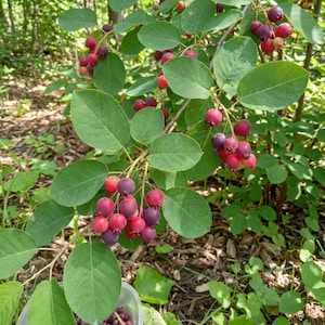 May include: Close-up of a branch laden with ripe, dark red berries, transitioning to a deep purple hue. The berries are clustered among vibrant green, oval-shaped leaves. The image is set against a backdrop of a natural forest environment.