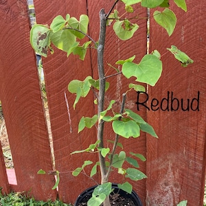 May include: A young Redbud tree in a black pot, with heart-shaped green leaves. The tree is set against a weathered red wooden fence. Text on the image reads "Weaver Family Farms Nursery" and "Redbud".