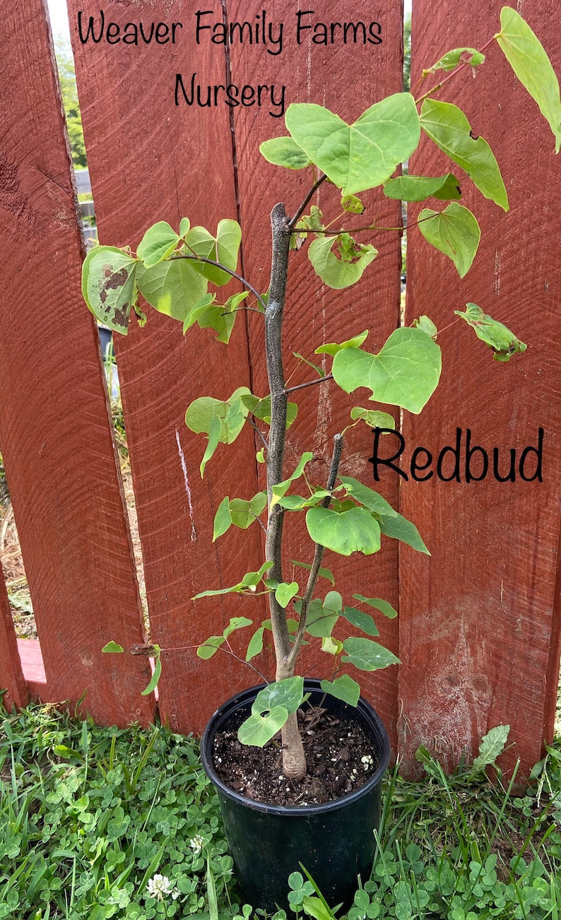 May include: A young Redbud tree in a black pot, with heart-shaped green leaves. The tree is set against a weathered red wooden fence. Text on the image reads "Weaver Family Farms Nursery" and "Redbud".