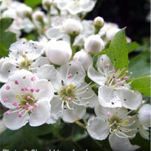May include: Close-up of white flowers with pink centers, blooming on a green bush. The flowers are delicate and have a soft, feathery texture.