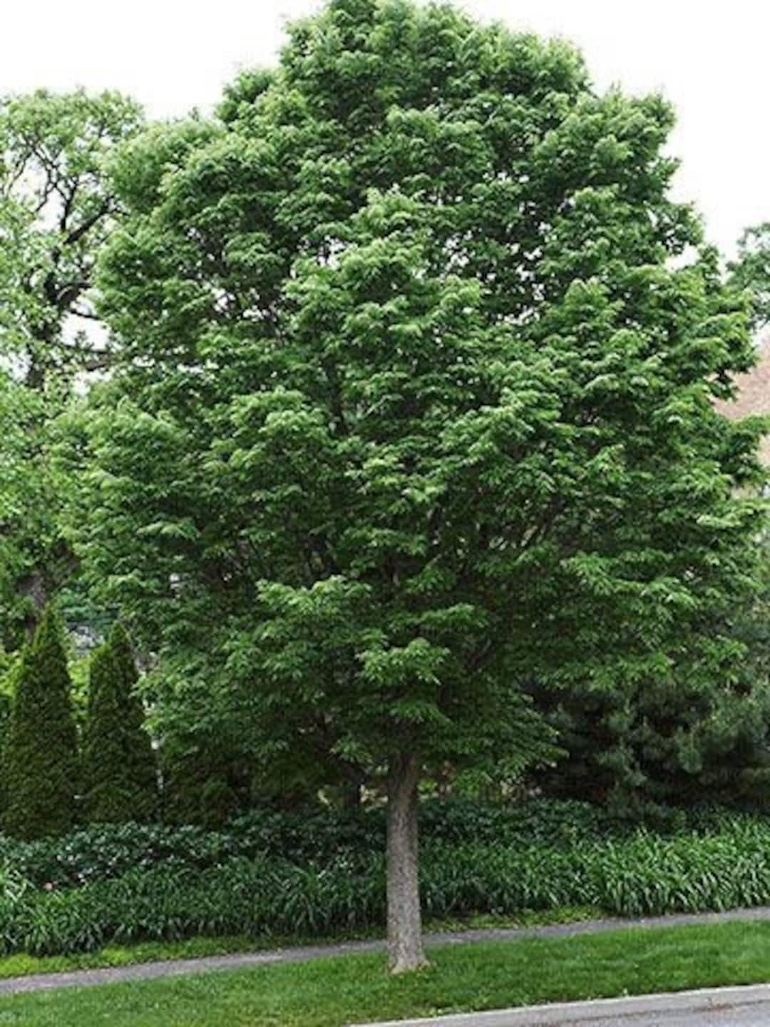Hackberry Treesize Hackberry Shade Tree | Celtis Occidentalis in Trade Gallon Pot - Etsy