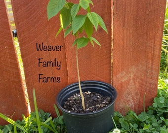 HACKBERRY TREE, Live Native Shade Tree, Quick Growing, Easy To Grow