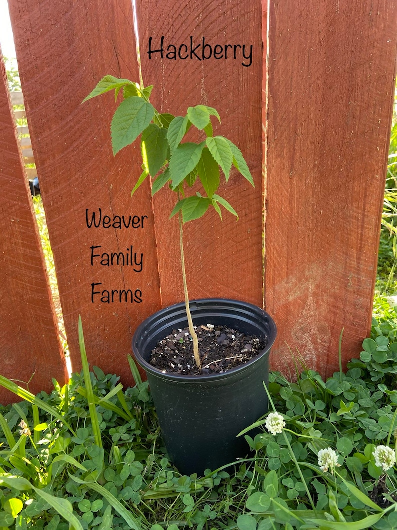 HACKBERRY TREE, Live Native Shade Tree, Quick Growing, Easy to Grow - Etsy