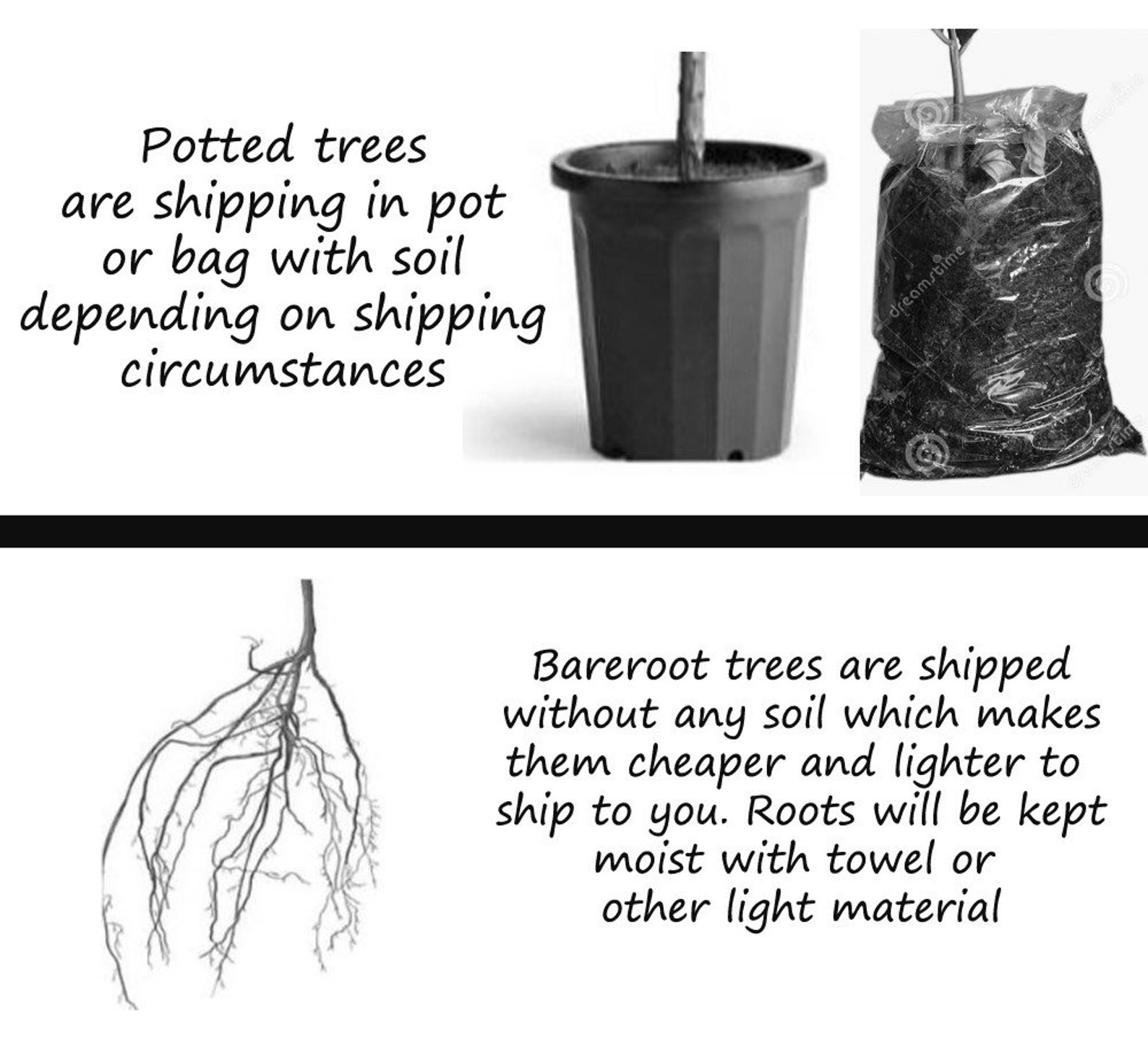 HICKORY NUT TREE, Shellbark Hickory, Live Tree, Native Nut Tree, Shade