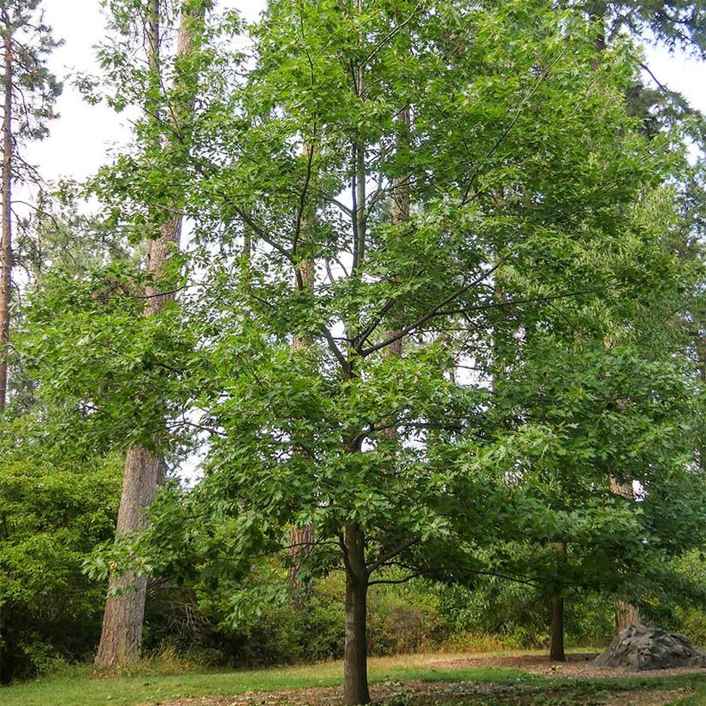 Shumard Oak Tree Shade Tree Beautiful Fall Colors Live Etsy