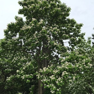 CATALPA LIVE TREE, Perfect Shade Tree, Beautiful White Flowers, Easy To Grow, Fast Growing, Grown In Trade Gallon Pot