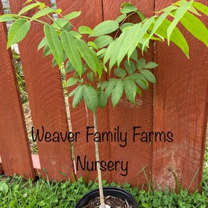 May include: A young black walnut tree in a black pot with a brown wooden fence in the background. The tree has green leaves and a label that reads "Black Walnut". The text "Weaver Family Farms Nursery" is also visible in the image.