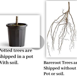 K&ouml;nnte beinhalten: Zwei Illustrationen, die den Unterschied zwischen Topf- und  Blattbaum zeigen. Das erste Bild zeigt einen Topfbaum mit Erde in einem schwarzen Topf. Das zweite Bild zeigt einen Blattbaum mit seinen Wurzeln.