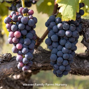 May include: Two bunches of ripe grapes hang from a vine, showcasing a mix of colors from deep purple to reddish-pink. The grapes are round and plump, with a natural bloom. The image includes the text "Weaver Family Farms Nursery".