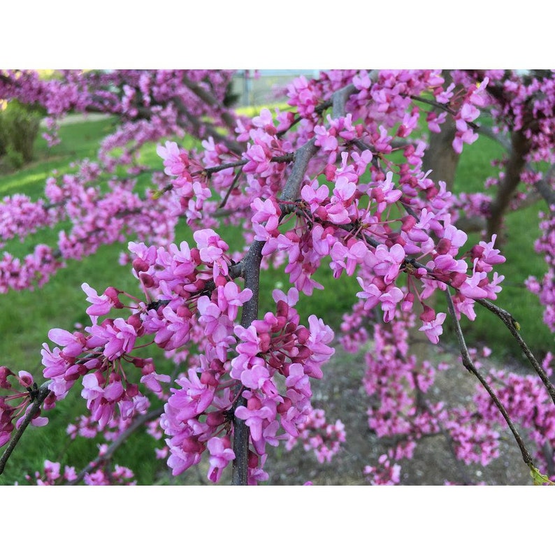 REDBUD TREE, Live Native Tree, Spring Interest, Small Landscaping Trees image 7