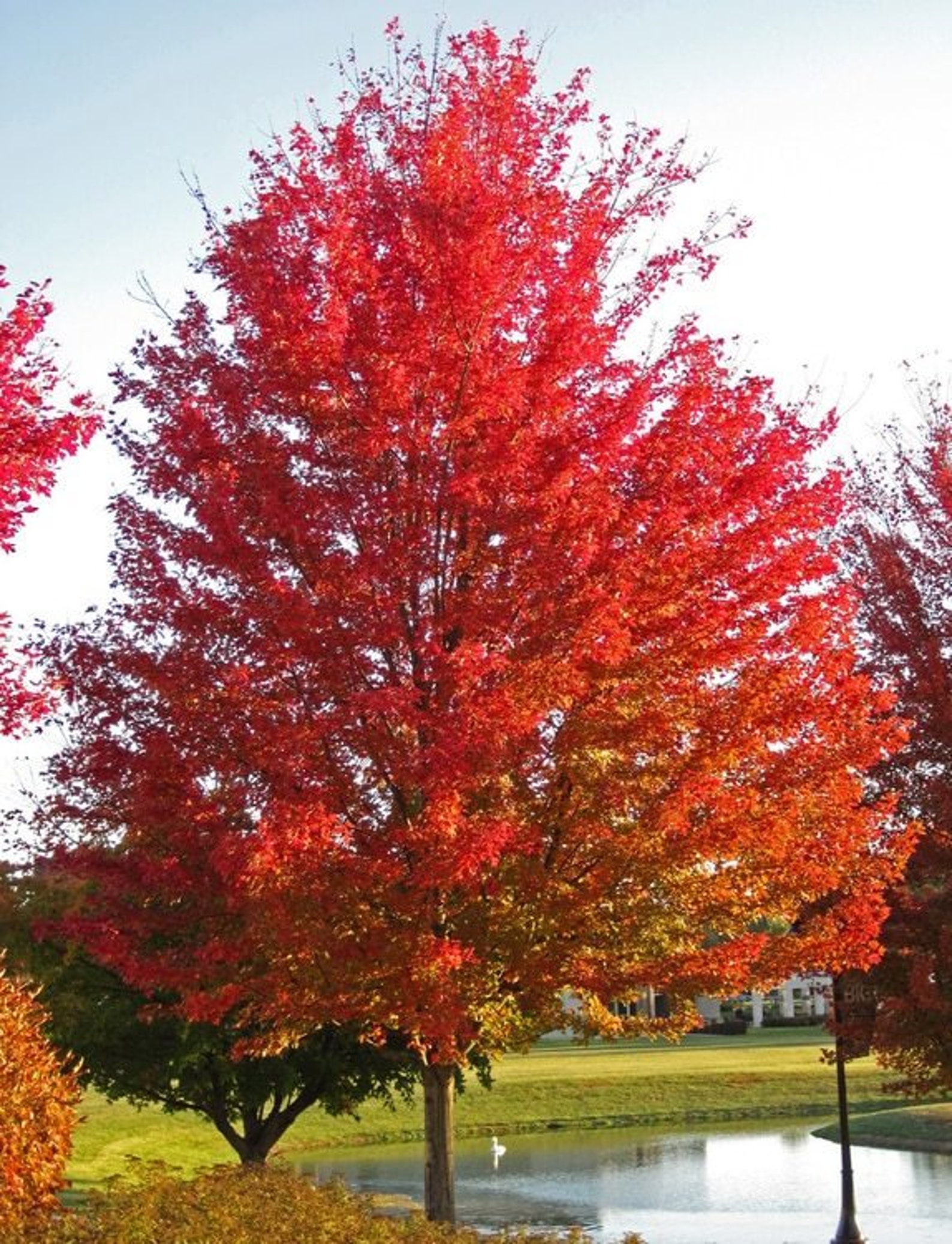 silver maple silver maple