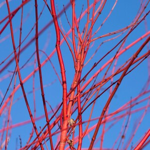 K&ouml;nnte beinhalten: Nahaufnahme eines roten Hartriegel-Zweigs vor einem strahlend blauen Himmel. Die Zweige sind d&uuml;nn und zart und bilden ein Muster aus Linien und Winkeln.