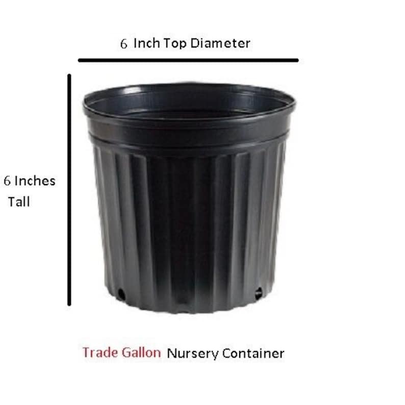 May include: Black plastic nursery container, 6 inches tall with a 6-inch top diameter. The container has vertical ridges and drainage holes. Text on the image reads: "Trade Gallon Nursery Container."