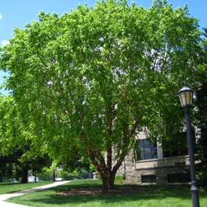 River Birch Tree | Fast Growing Live Shade Tree | Available in Multiple Sizes