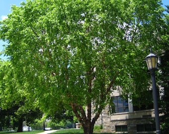 RIVER BIRCH TREE, Fast Growing Live Tree, Beautiful Strong Shade Tree, Offered In Multiple Sizes!