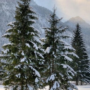 NORWAY SPRUCE, Screening Tree, Fast Growing Tree, Live Tree, Wind Block Tree, European Spruce, Evergreen Tree