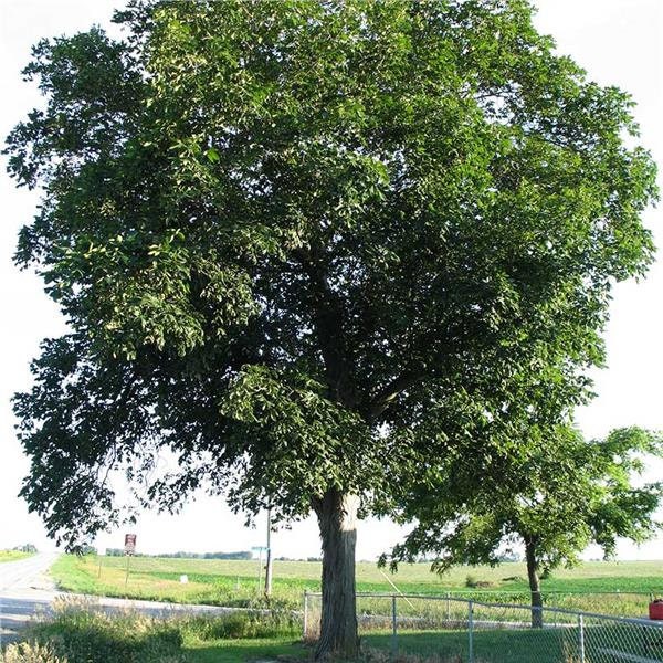 HICKORY NUT TREE, Shellbark Hickory, Live Tree, Native Nut Tree, Shade Tree, Large Hickory Nuts, Trade Gallon Pot, Fast Grower