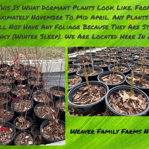 May include: Image of dormant plants in black pots, with bare stems and wood chip mulch. Text on the image reads: "This is what dormant plants look like... Weaver Family Farms Nursery."