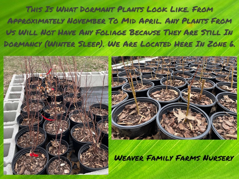 May include: Image of dormant plants in black pots, with bare stems and wood chip mulch. Text on the image reads: "This is what dormant plants look like... Weaver Family Farms Nursery."