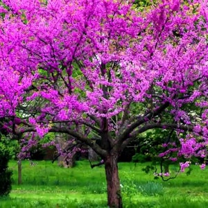 May include: A vibrant tree in full bloom, showcasing a profusion of bright magenta flowers. The tree's dark trunk and branches contrast with the vivid blossoms, set against a backdrop of green foliage and grass. The image captures a natural scene.