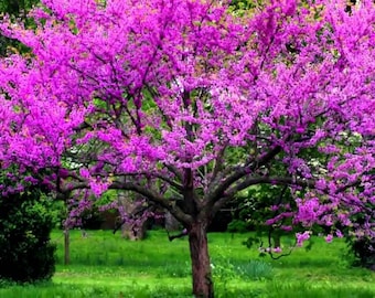 REDBUD LIVE TREE, Beautiful Small Tree, Native Tree, Small Shade Tree, Unique Landscaping Tree, Grown In Trade Gallon Pot