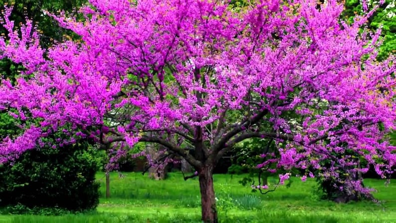 May include: A vibrant tree in full bloom, showcasing a profusion of bright magenta flowers. The tree's dark trunk and branches contrast with the vivid blossoms, set against a backdrop of green foliage and grass. The image captures a natural scene.