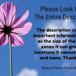 May include: A close-up of a pink cosmos flower against a blue sky with white clouds. The image includes text that says "Please Look Over The Entire Description" and other details about the product.