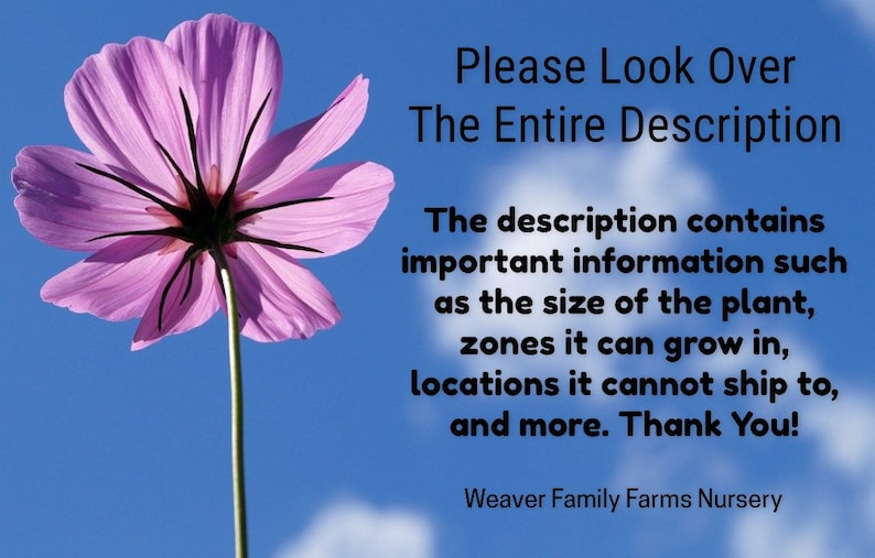 May include: A close-up of a pink cosmos flower against a blue sky with white clouds. The image includes text that says "Please Look Over The Entire Description" and other details about the product.