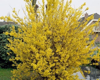 FORSYTHIA, Fast Growing Shrub, Drought Tolerant, Low Maintenance, Spring Blooms, Cold Hardy Perennial ,Lynwood Forsythia, Grown In 6” Pot